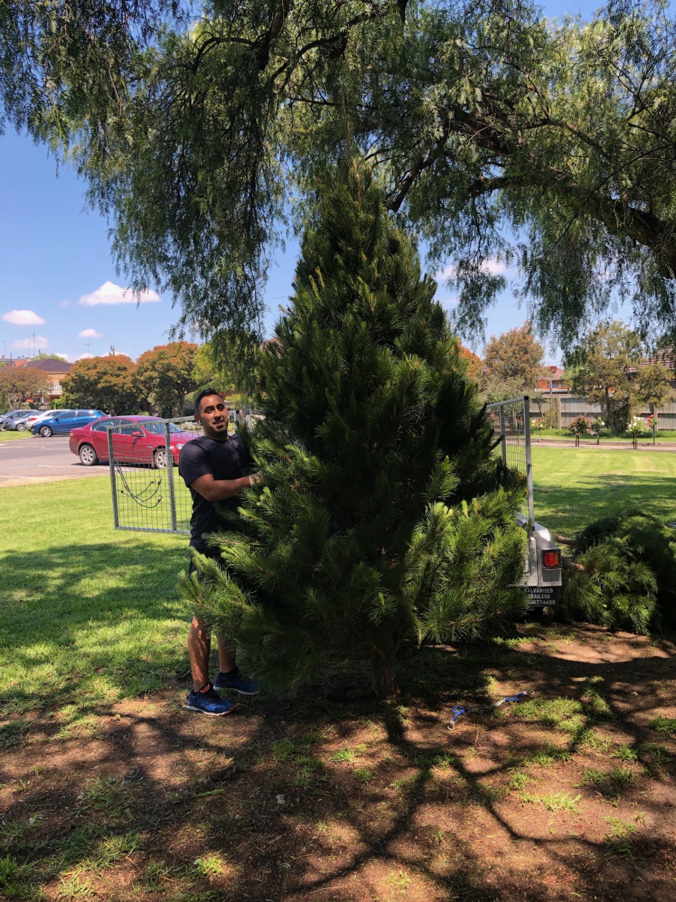 Fresh real Christmas trees at Mina's Live Christmas Trees in Northcote