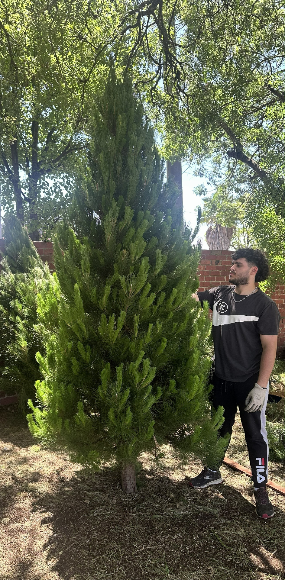 A tall fresh Christmas tree at the Northcote lot with a team member looking up at its top