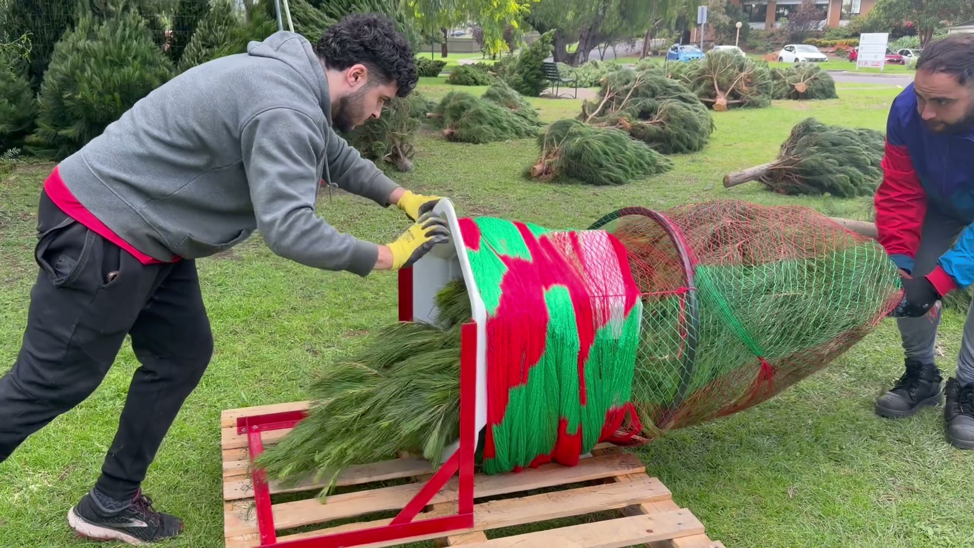 Two team members netting a fresh Christmas tree for easier transport at Mina's Northcote tree lot