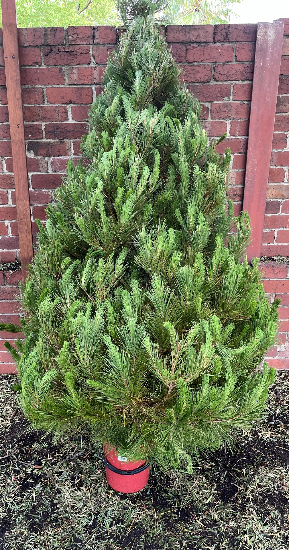 A fresh green Christmas tree in a red pot against the brick wall at Northcote