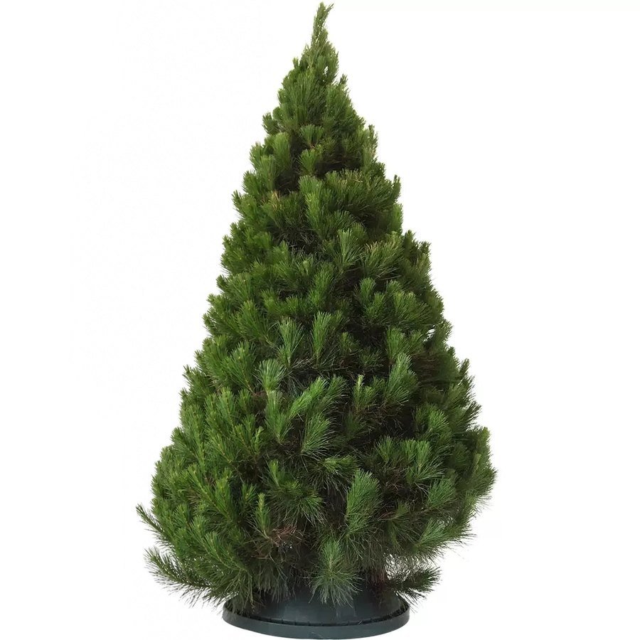 Fresh real Christmas tree from Mina's Live Christmas Trees