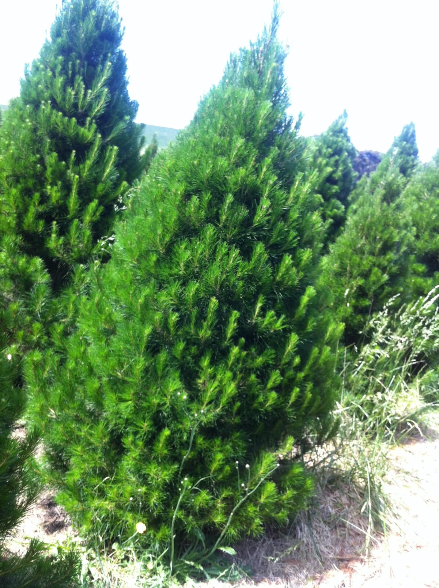 A full green Christmas tree growing at the tree farm