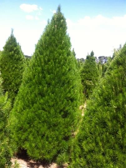 A full green Christmas tree growing outdoors