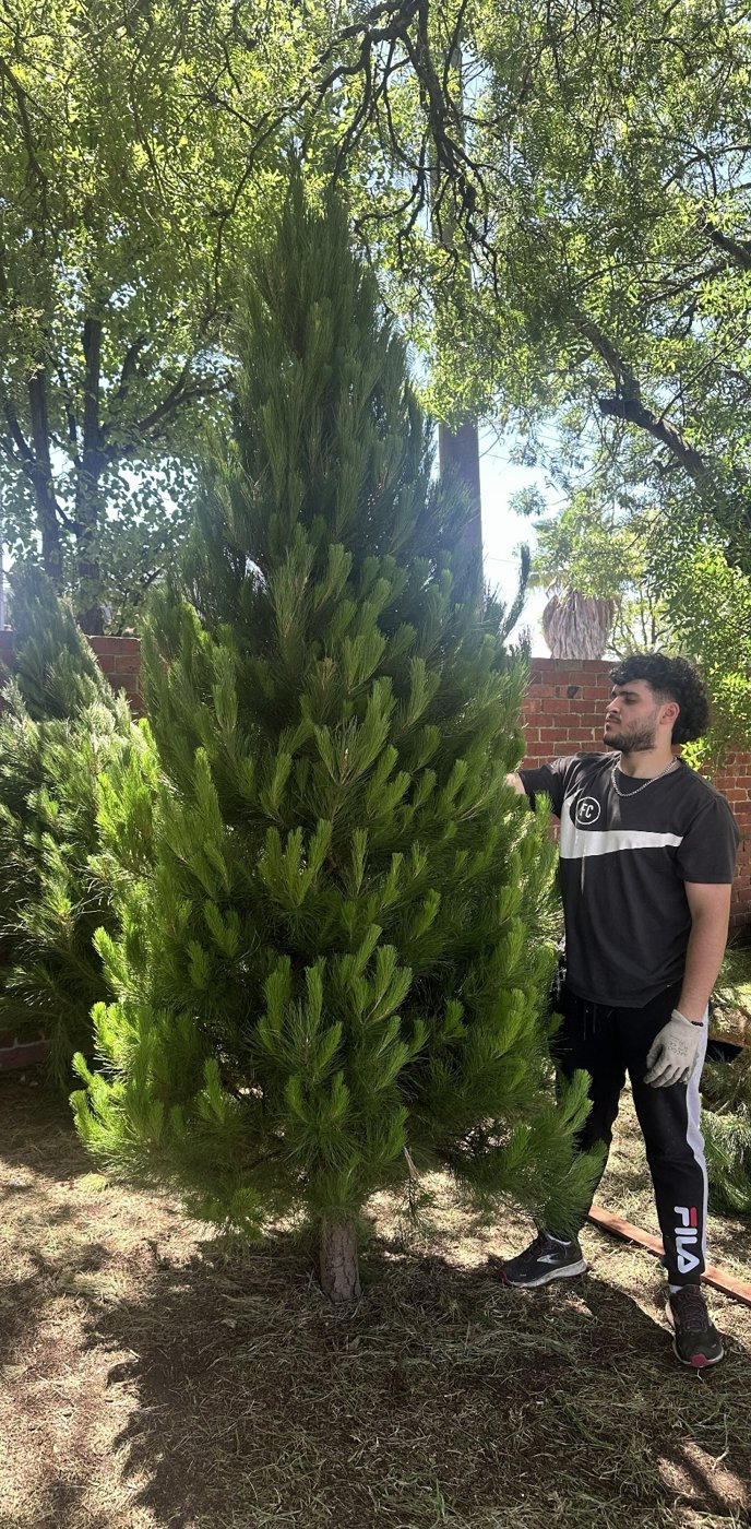 A tall fresh Christmas tree at the Northcote lot with a team member looking up at its top
