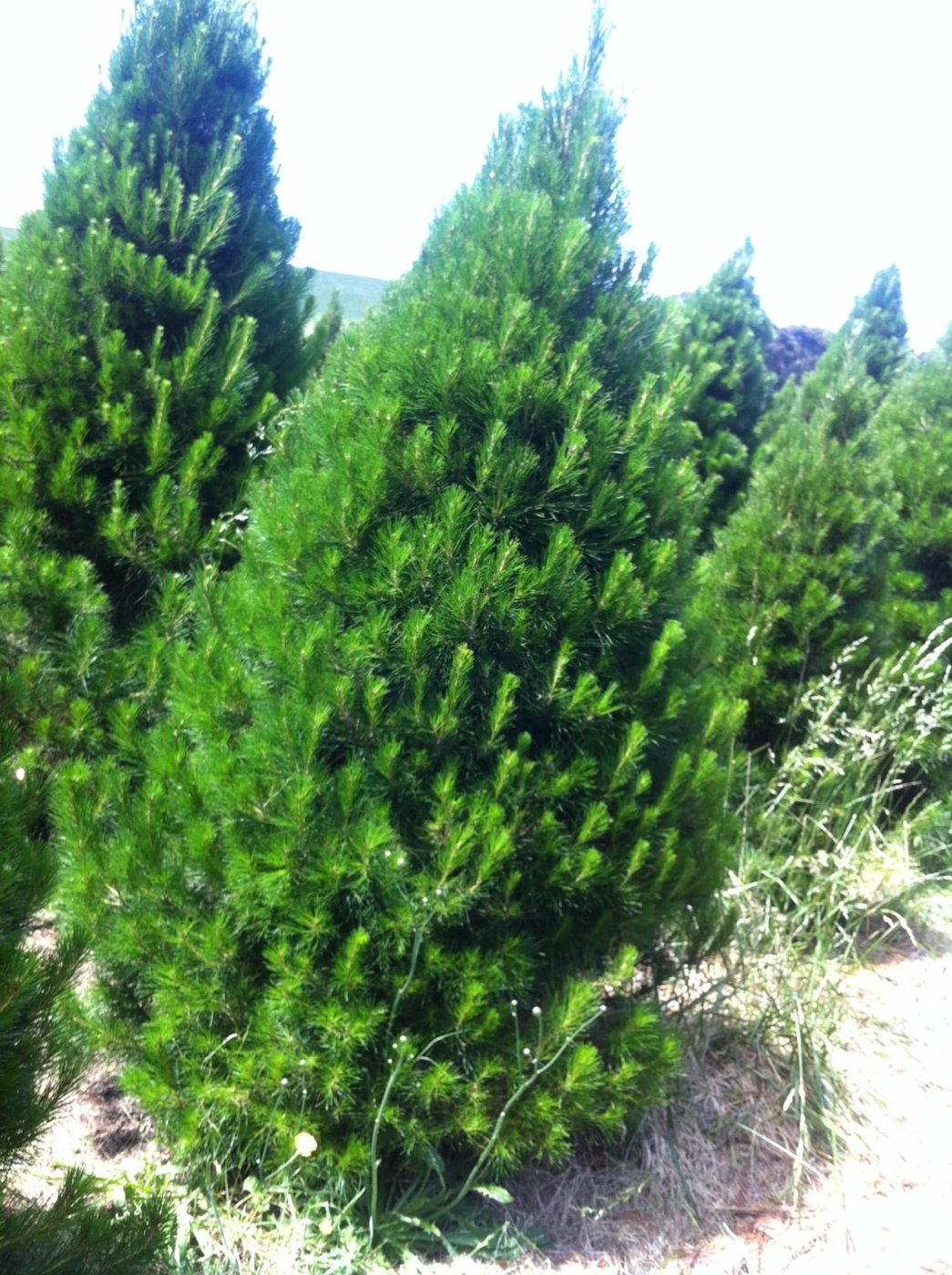 A full green Christmas tree growing at the tree farm