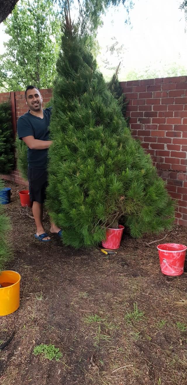 A real Christmas tree displayed in a Melbourne front yard