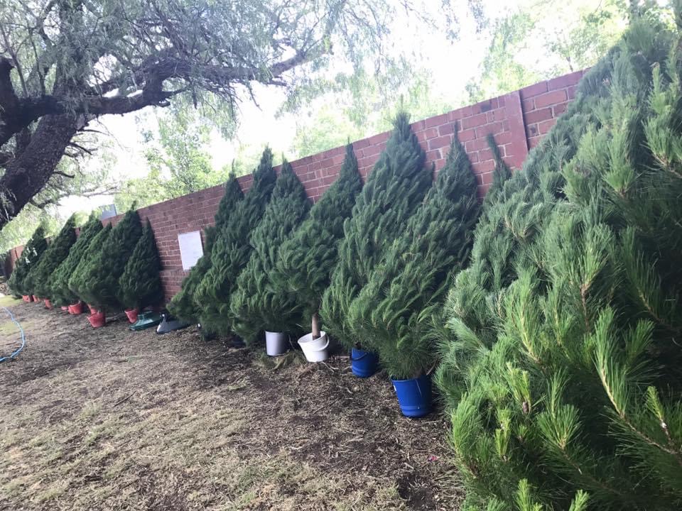 Fresh Christmas trees lined up at the Northcote tree lot