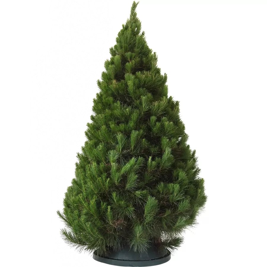 Christmas Trees, 5 ft to 10 ft