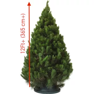 12 Ft+ (365 cm+) Christmas Tree