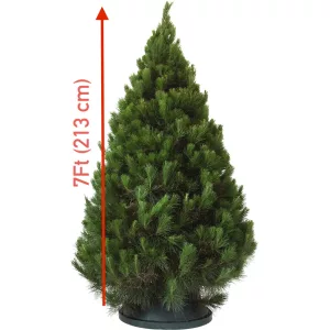 7 Ft (213 cm) Christmas Tree