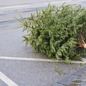 Christmas Tree Curbside Pickup