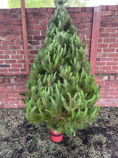 Real Christmas Tree
