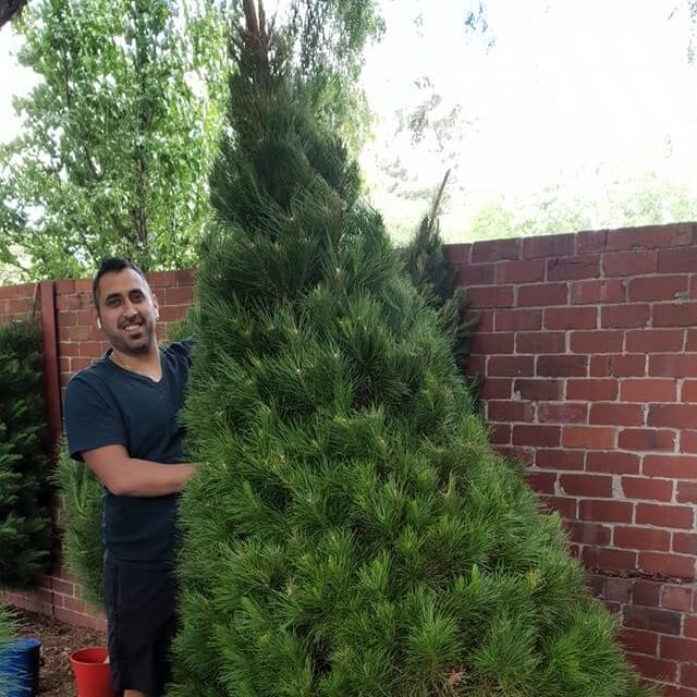 Mina's fresh cut christmas trees Mina's fresh cut christmas trees