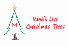 Mina's Live Christmas Trees